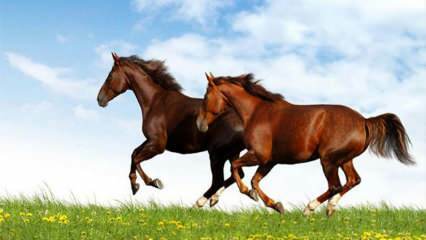 Τι σημαίνει να βλέπεις ένα άλογο σε ένα όνειρο; Η έννοια της ιππασίας σε ένα όνειρο σύμφωνα με τον Diyanet