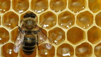 Πού χρησιμοποιείται το δηλητήριο μέλισσας; Ποια είναι τα οφέλη του δηλητηρίου των μελισσών; Για ποιες ασθένειες είναι καλό το δηλητήριο για μέλισσα;