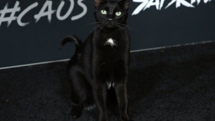 Μια μαύρη γάτα στην πρεμιέρα του Χόλιγουντ ...