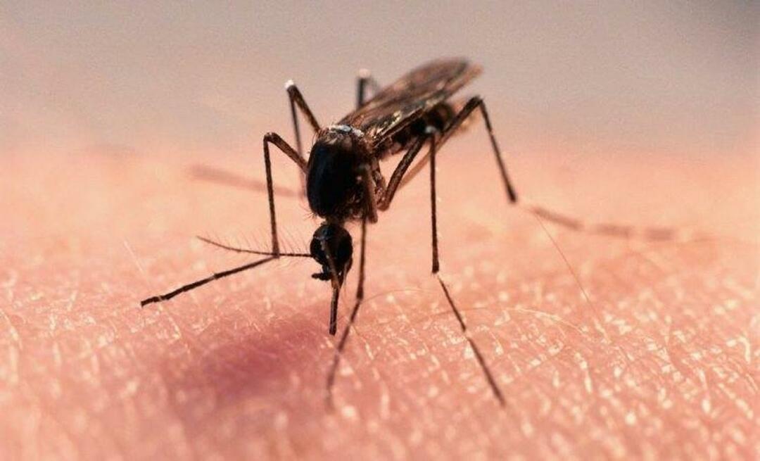 Φυσική φόρμουλα για να απαλλαγείτε από τα κουνούπια