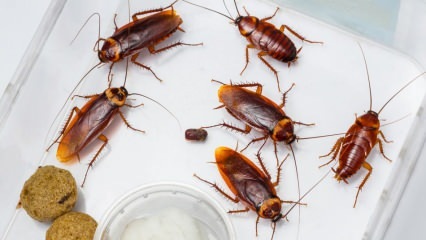 Πώς ψεκάζονται οι κατσαρίδες στο σπίτι; Πώς να καταστρέψετε τις κατσαρίδες