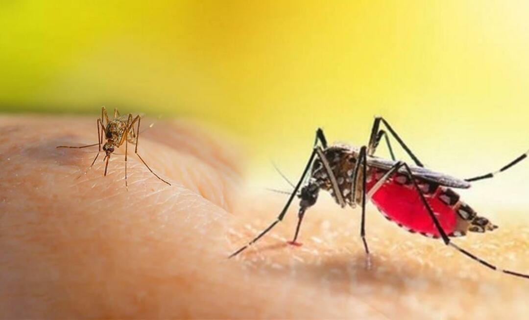 Ποια είναι τα συμπτώματα ενός τσιμπήματος κουνουπιού Aedes; Τρόποι για να αποφύγετε ένα τσίμπημα κουνουπιού Aedes;