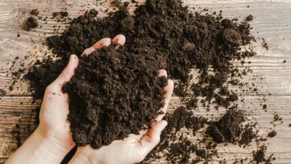 Πώς θα πρέπει να είναι το γλάστρες; Τι είναι η βρύα τύρφης (Peat Soil);