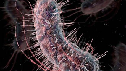 Πώς μεταδίδονται τα βακτήρια που τρώνε κρέας; Ποια είναι τα συμπτώματα των βακτηρίων που τρώνε κρέας και έχουν θεραπεία;