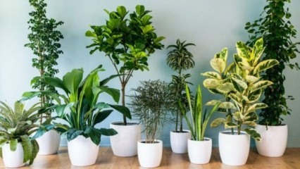 8 φυτά που είναι εύκολο να διατηρηθούν