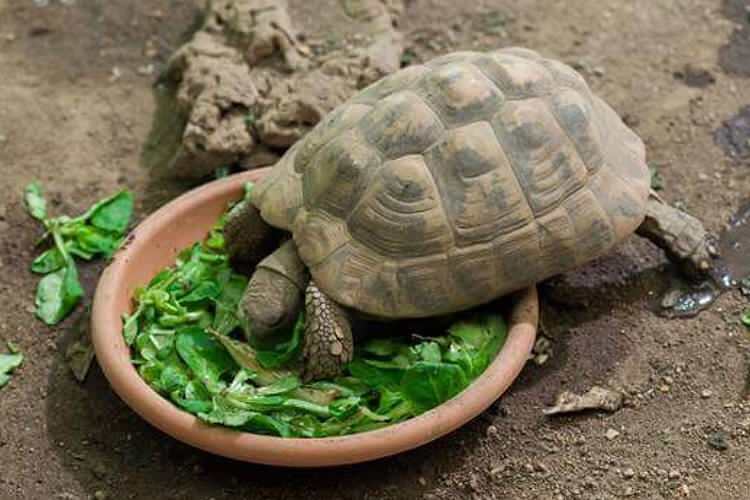 Τι τρώει η χελώνα και πώς τρώει; Ποια είναι τα τρόφιμα που αγαπά η χελώνα;