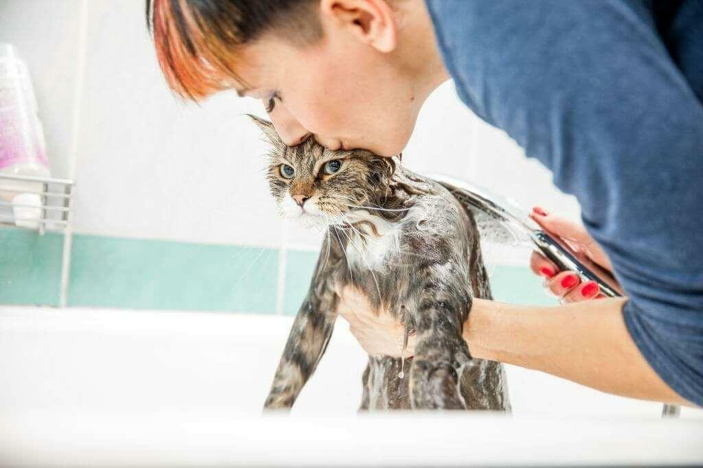 Μέθοδοι πλυσίματος γατών
