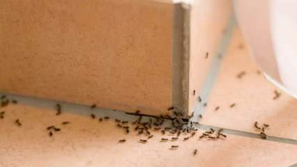 Αποτελεσματική μέθοδος απομάκρυνσης μυρμηγκιών στο σπίτι! Πώς μπορούν να καταστρέφονται τα μυρμήγκια χωρίς να σκοτώνουν; 