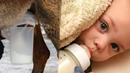 Ποιο γάλα είναι πιο κοντά στο μητρικό γάλα; Τι δίνεται στο μωρό στην ανεπάρκεια του μητρικού γάλακτος;