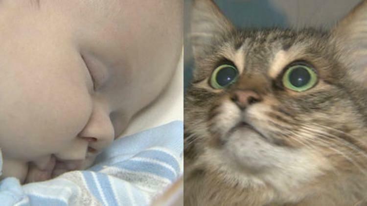 Η αδέσποτη γάτα έσωσε τη ζωή του μωρού!