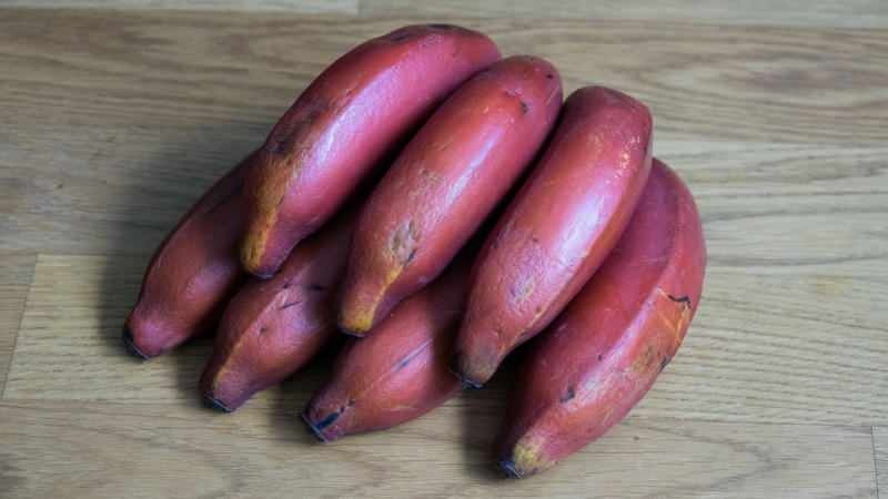 οι κόκκινες μπανάνες γίνονται μωβ καθώς ωριμάζουν