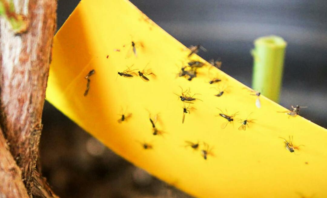 Η οριστική λύση για τα έντομα στο σπίτι! Πώς να αποτρέψετε τις μικρές μύγες που πετούν στο σπίτι;