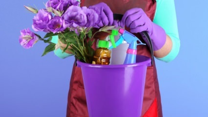Ποια είναι τα μυστικά της καθαριότητας σπιτιών την Πέμπτη; Καθαρισμός σπιτιού σε λάμπες λαδιού