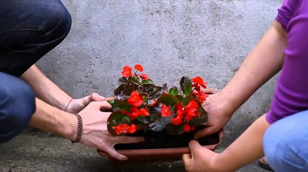 Πώς να φυτέψετε ένα λουλούδι σε μια γλάστρα; Πώς να κλαδέψετε ένα λουλούδι;