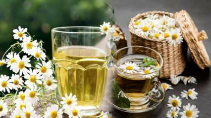 Το τσάι χαμομηλιού πεινάει ή είναι γεμάτο; Αυξήστε το μεταβολισμό με το χαμομήλι