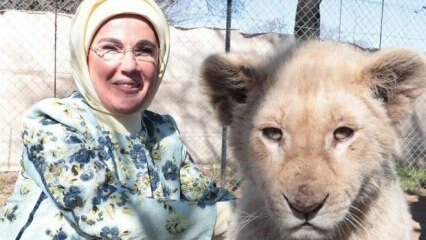 Η πρώτη κυρία Erdoğan πήρε μια φωτογραφία με λιοντάρια μωρών