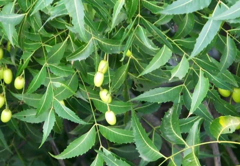 Το δέντρο neem αφαιρεί τις τοξίνες από το σώμα