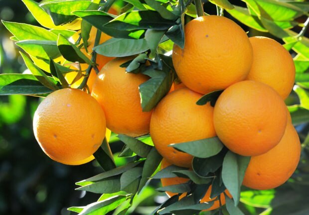 Τα οφέλη του πορτοκαλιού