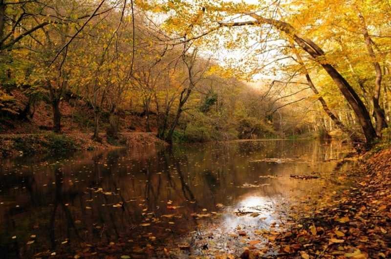 Πεζοπορώ φθινοπώρου στο δάσος του Βελιγραδίου