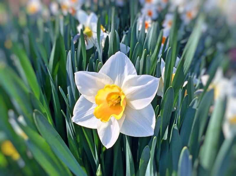 Τι είναι το σαπούνι daffodil και σε τι χρησιμεύει; Καθαρισμός δέρματος με σαπούνι καλέντουλας
