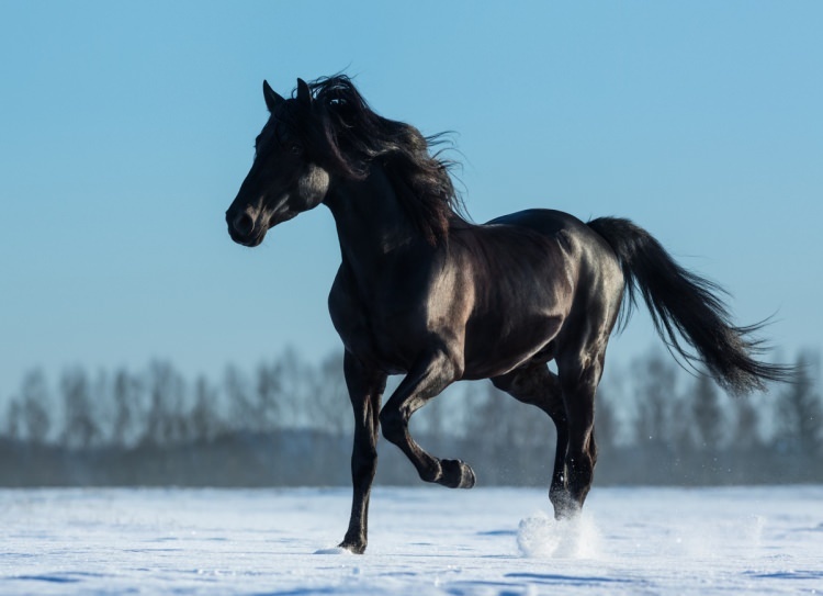 Πώς να πω ένα άλογο σε ένα όνειρο; Ποια είναι η έννοια του να βλέπεις ένα άλογο στο όνειρο;