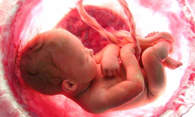 Ποιος είναι ο σχηματισμός του μωρού στη μήτρα; Βήμα προς βήμα διαδικασία γέννησης