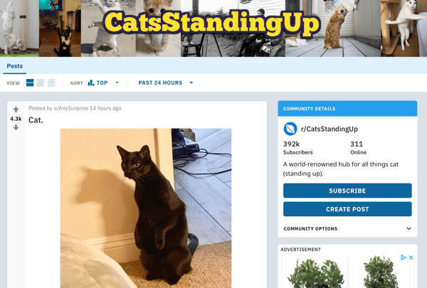 Πώς να διαθέσετε την επιχείρησή σας στο Reddit, παράδειγμα ανάρτησης από το subreddit r / CatsStandingUp