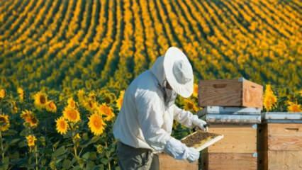 Οι ανέργοι εργάζονται στη νεολαία όπως οι μέλισσες στο Ordu