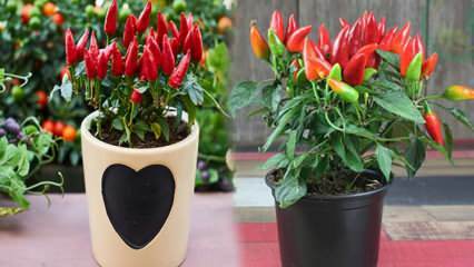 Πώς μεγαλώνει ένα λαχανικό χωρίς σπόρους σε γλάστρες; Καλλιέργεια κόκκινες πιπεριές σε γλάστρες