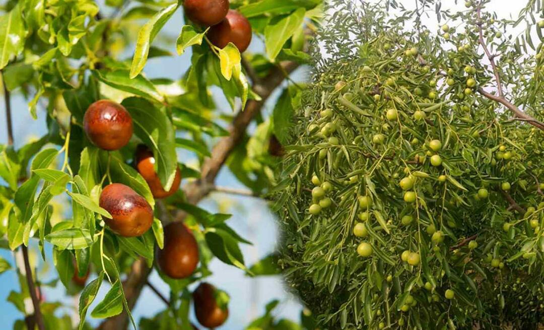 Πώς να φυτρώσετε σπόρους τζιτζιφιάς; Πώς να καλλιεργήσετε τζιτζιφιές σε γλάστρα; φροντίδα τζιτζιφιές