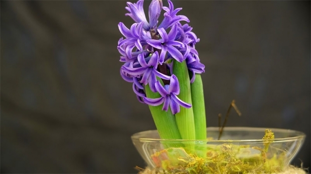 Πώς να αναπαραγάγετε υακίνθια λουλούδια