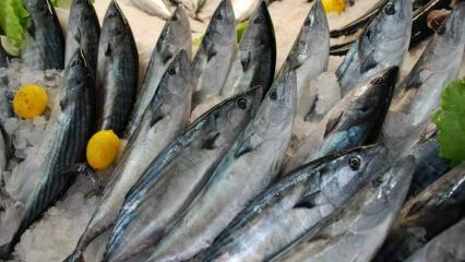 Ποια είναι τα οφέλη των ψαριών bonito και τι είναι καλό για; Ποια ψάρια θα πρέπει να καταναλώνονται πώς;