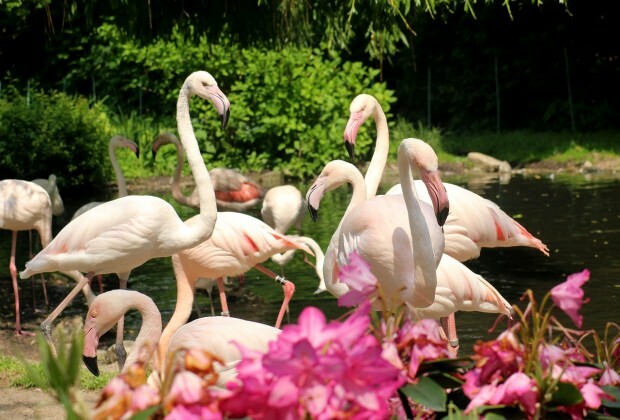 Τι να κάνετε στο Flamingoköy;
