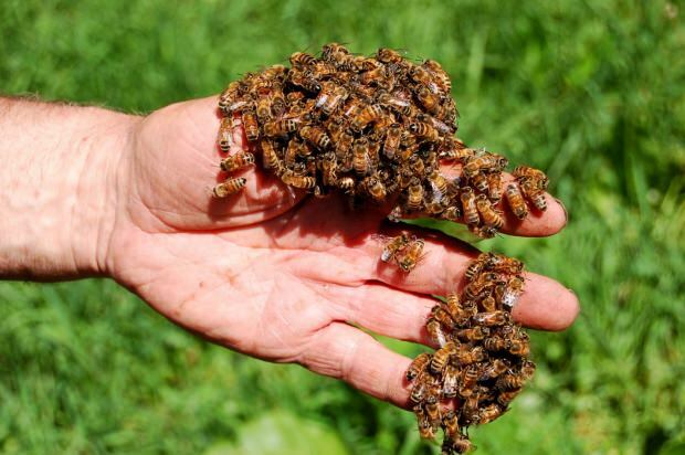 Πού χρησιμοποιείται το δηλητήριο μελισσών; Οφέλη από το δηλητήριο της μέλισσας! Ασθένειες στις οποίες το δηλητήριο της μέλισσας είναι καλό ...