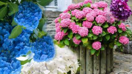 Πώς να φροντίσετε ένα λουλούδι ορτανσίας στο σπίτι; Μέθοδοι πολλαπλασιασμού λουλουδιών ορτανσίας 