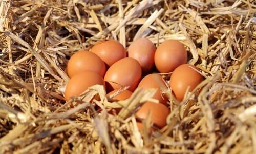 Πώς να καταλάβετε τα βιολογικά αυγά;