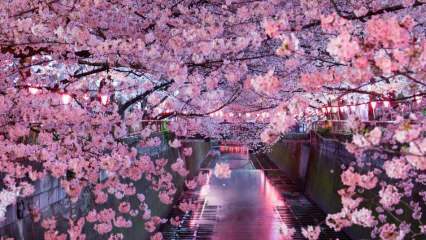 Τι σημαίνει η Sakura; Άγνωστες ιδιότητες του λουλουδιού sakura