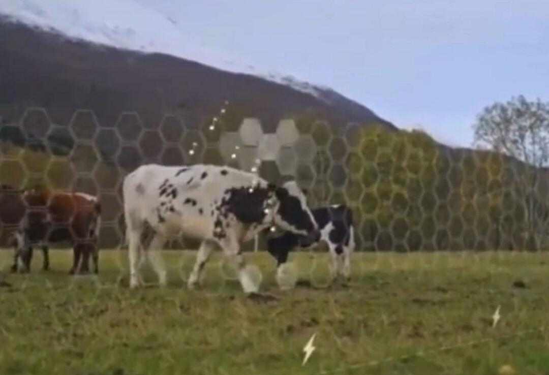 Το Virtual Fence άρχισε να δοκιμάζεται σε ζώα