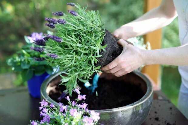 Πώς να φροντίσετε τα λουλούδια λεβάντας, την αναπαραγωγή και την καλλιέργεια στο σπίτι