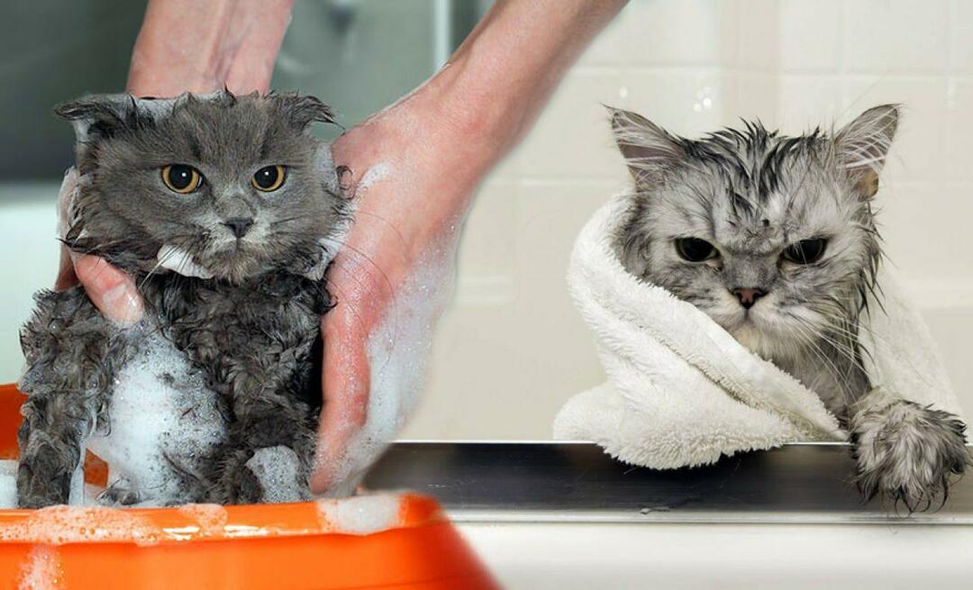 Πλένονται οι γάτες; Πώς να πλύνετε τις γάτες; Είναι επιβλαβές το μπάνιο των γατών;