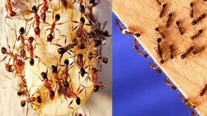 Πώς να καταστρέψετε τα μυρμήγκια στο σπίτι; Τι να κάνετε για να απαλλαγείτε από τα μυρμήγκια, την πιο αποτελεσματική μέθοδο