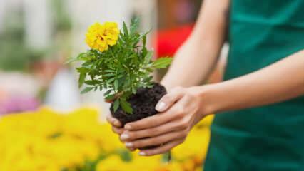 Οι λόγοι για την καλλιέργεια φυτών στο σπίτι; Είναι επιβλαβές για την καλλιέργεια λουλουδιών στο σπίτι;