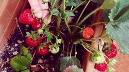 Πώς να καλλιεργήσετε φράουλες σε μια κατσαρόλα; Η πιο πρακτική μέθοδος καλλιέργειας φραουλών