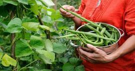 Πώς καλλιεργούνται τα πράσινα φασόλια; Τρόποι καλλιέργειας φασολιών σε χώμα και βαμβάκι