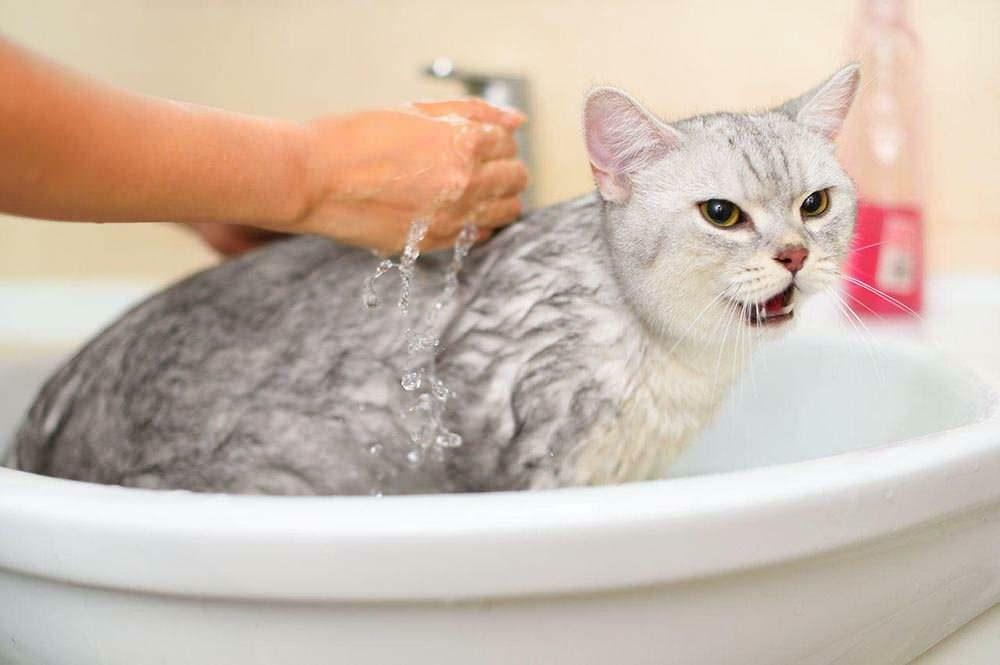 Πώς να πλύνετε μια γάτα