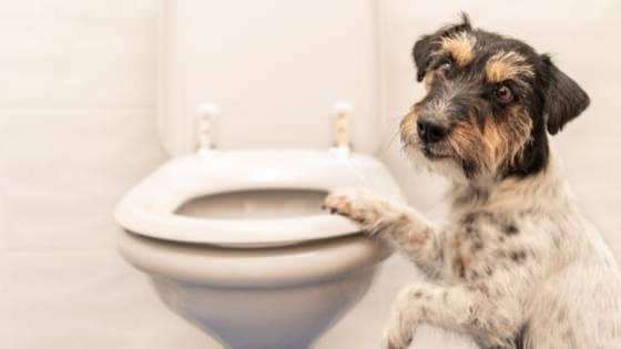 Πώς να κάνετε τις συνήθειες τουαλέτας των σκύλων