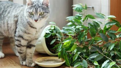 Πώς φυλάσσονται οι γάτες μακριά από τα φυτά;
