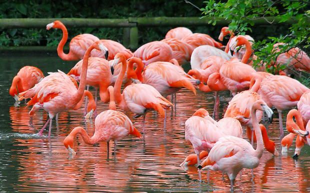 Πού είναι το Flamingo Village; Πώς θα φτάσετε εκεί; Πόσο είναι η τιμή του πρωινού;