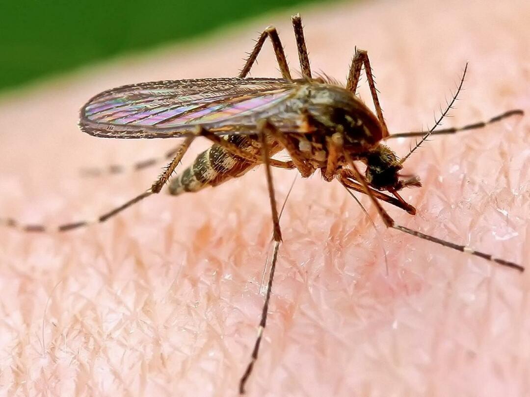 Γιατί τα κουνούπια τσιμπούν κάποιους περισσότερο;