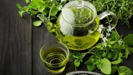 Ποια είναι τα οφέλη του πράσινου τσαγιού; Πώς να πιείτε πράσινο τσάι θα χάσει βάρος; Γρήγορο και υγιές αδυνάτισμα με δίαιτα πράσινου τσαγιού